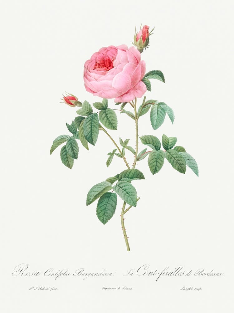 Burgundy Cabbage Rose, Pierre Joseph Redoute