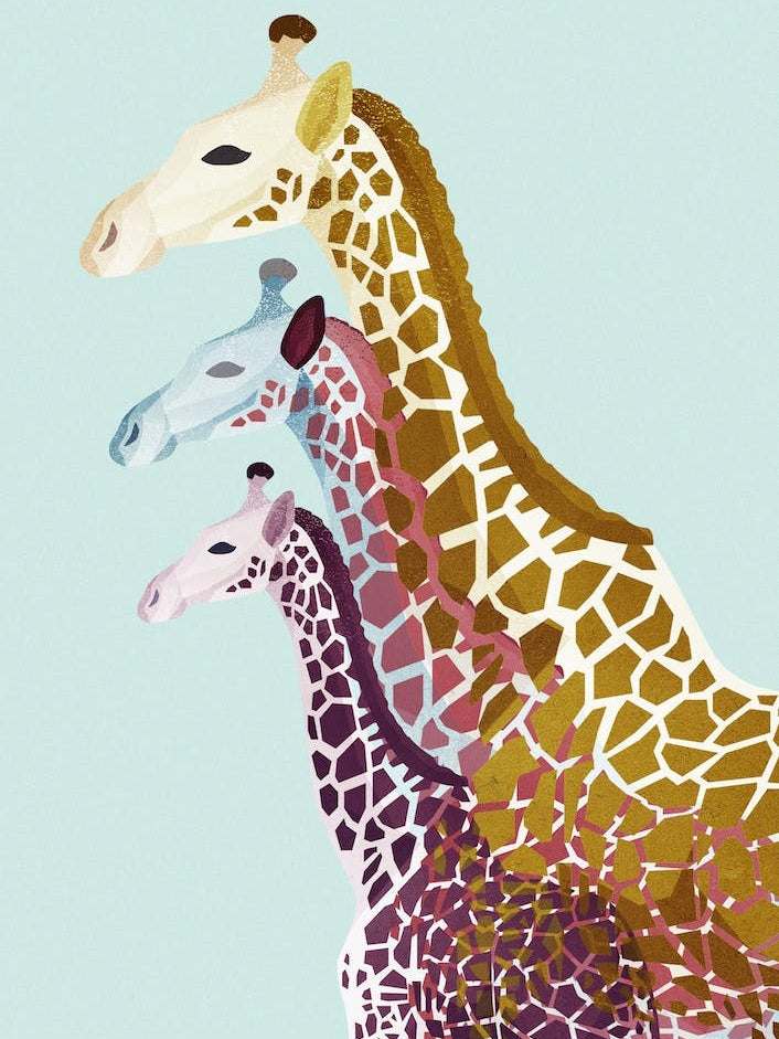 Giraffes in Mint