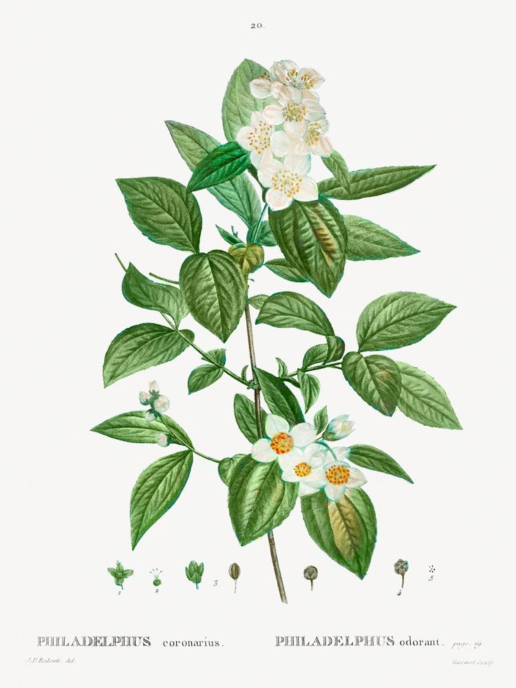 Philadelphus Coronarius, Pierre Joseph Redoute