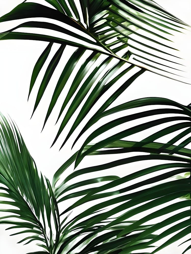 Palm Leaves On A White Background