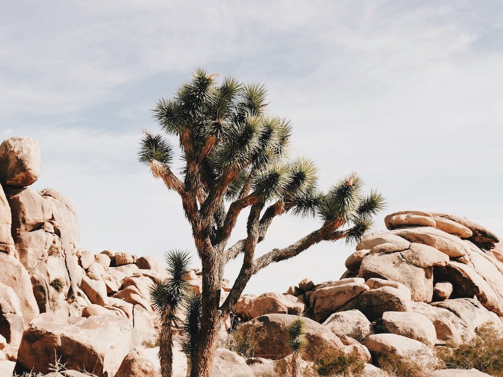 Desert Joshua Tree