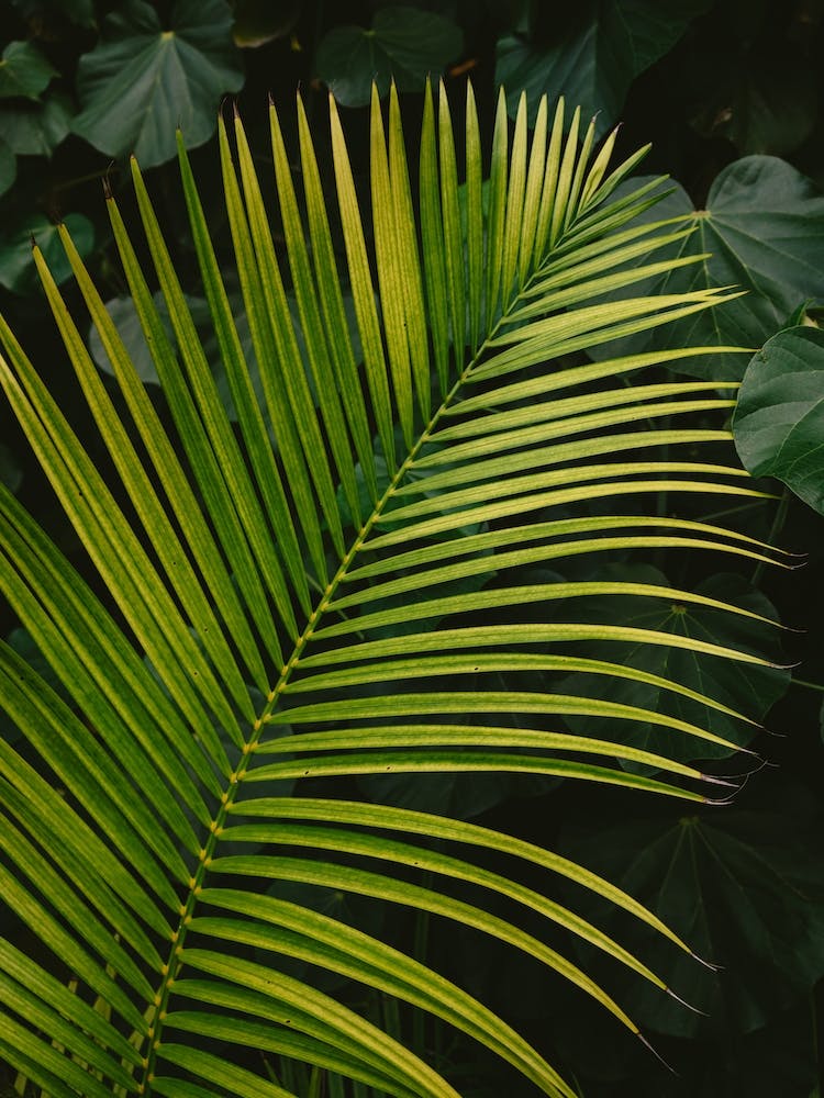 Tropical Hawaii II