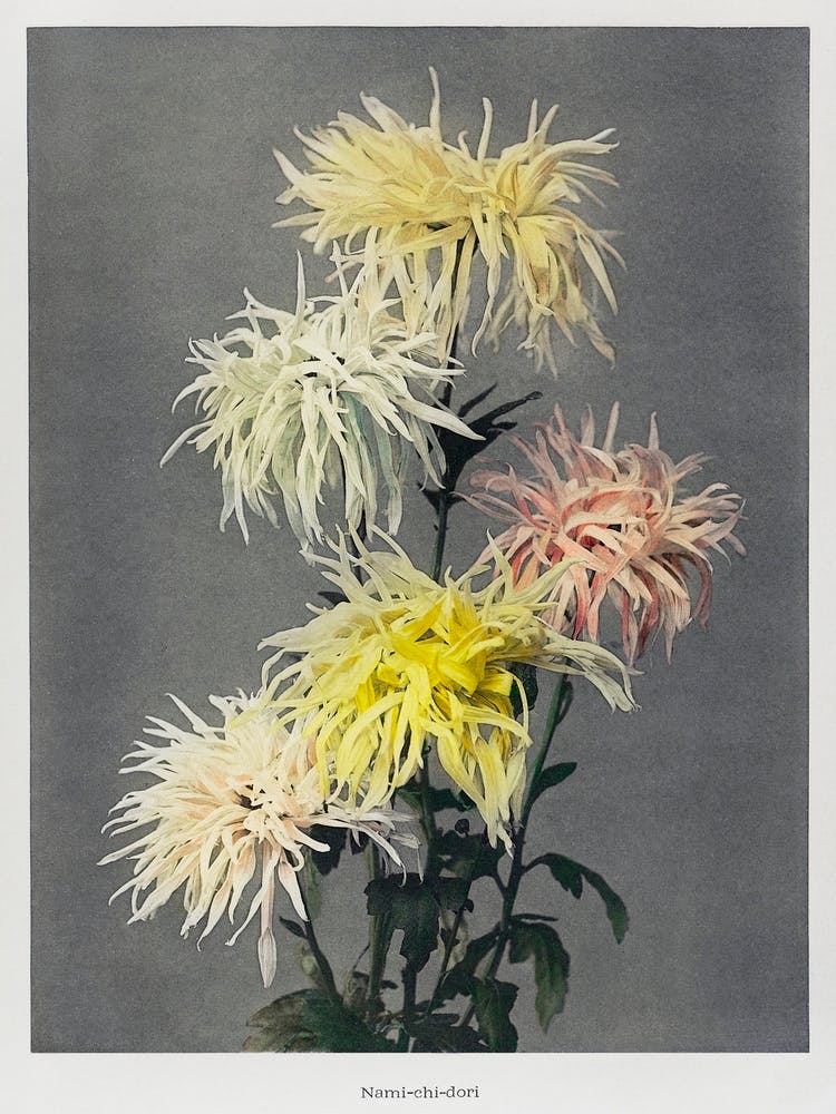 Nami–Chi–Dori, Handkolorierter Lichtdruck Aus einigen japanischen Blumen (1896), Kazumasa Ogawa