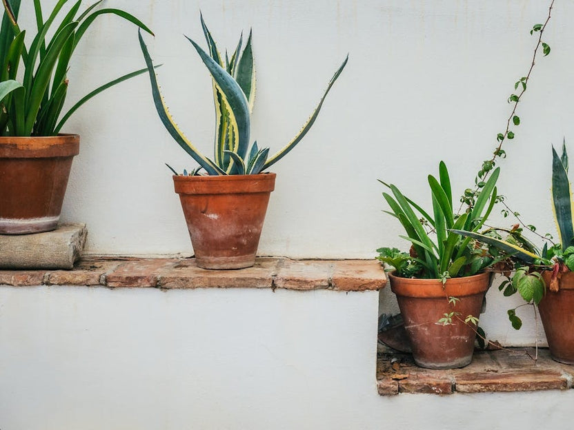 Potted Plants On A Wall, Granada, Spain