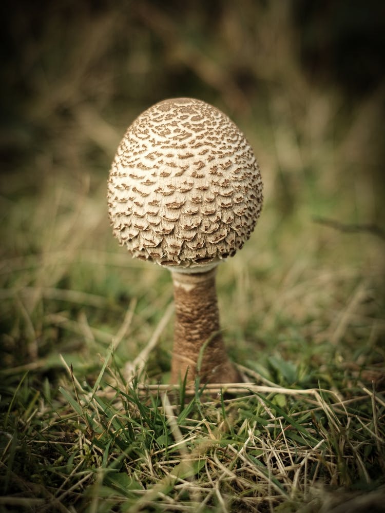 White Mushroom //Nature Photography 1