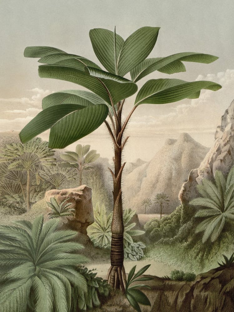 Vintage Houtte 2 Verschaffeltia Splendida