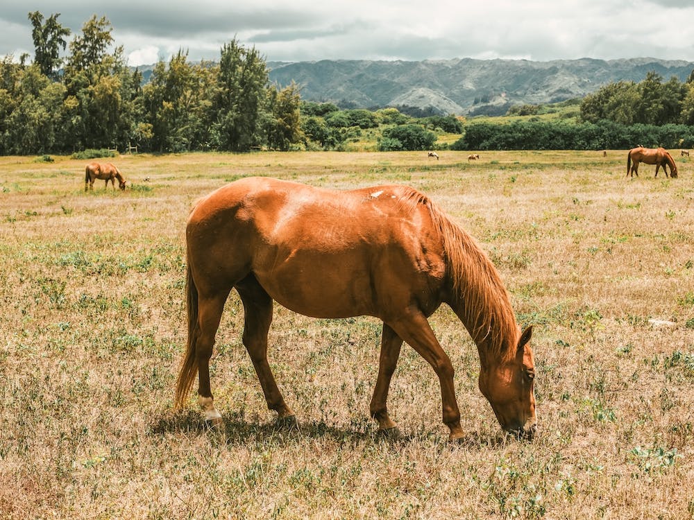 Tropical Horse