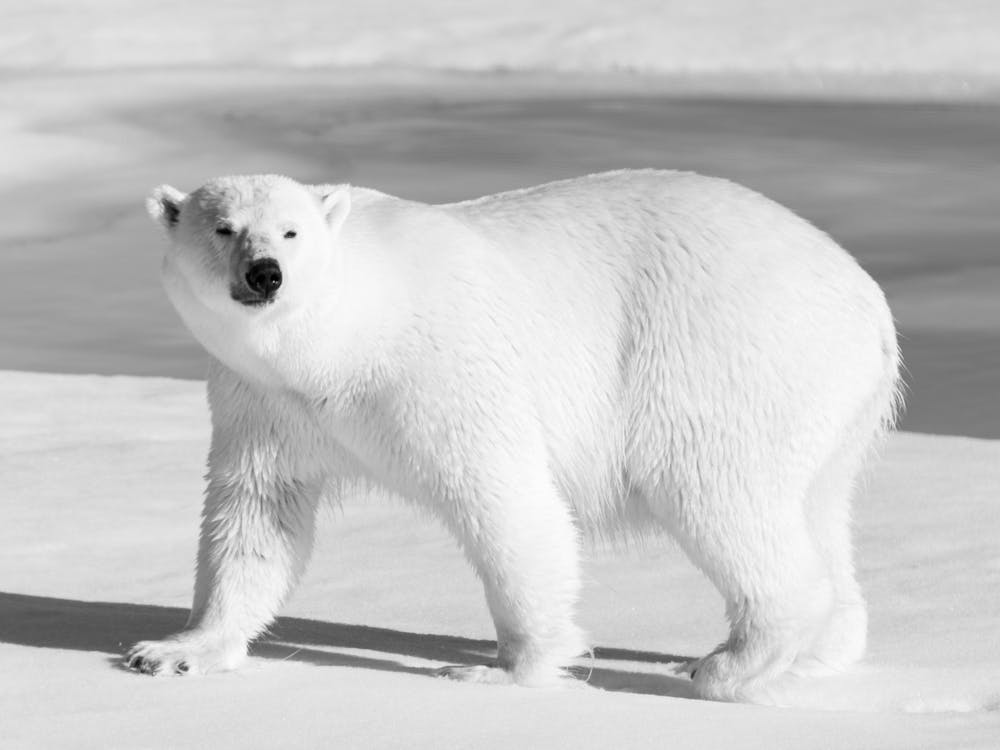Polar Bear 1
