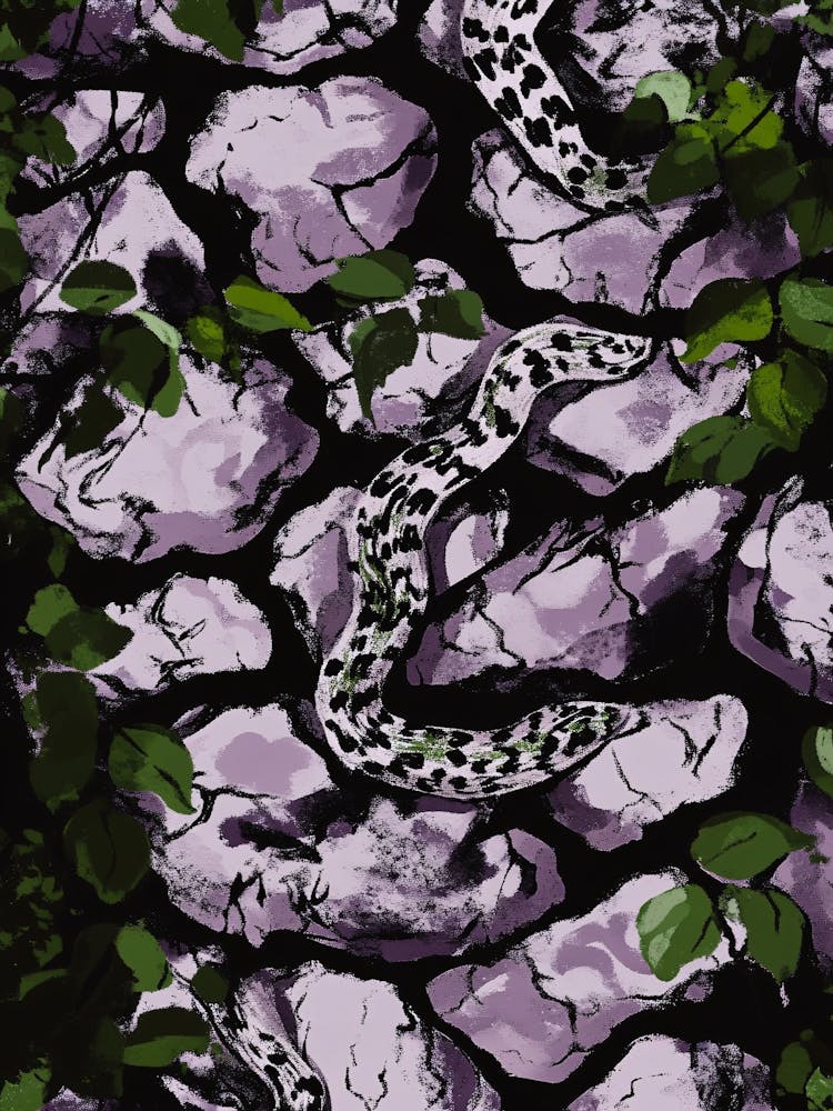 Snakes On Rocks