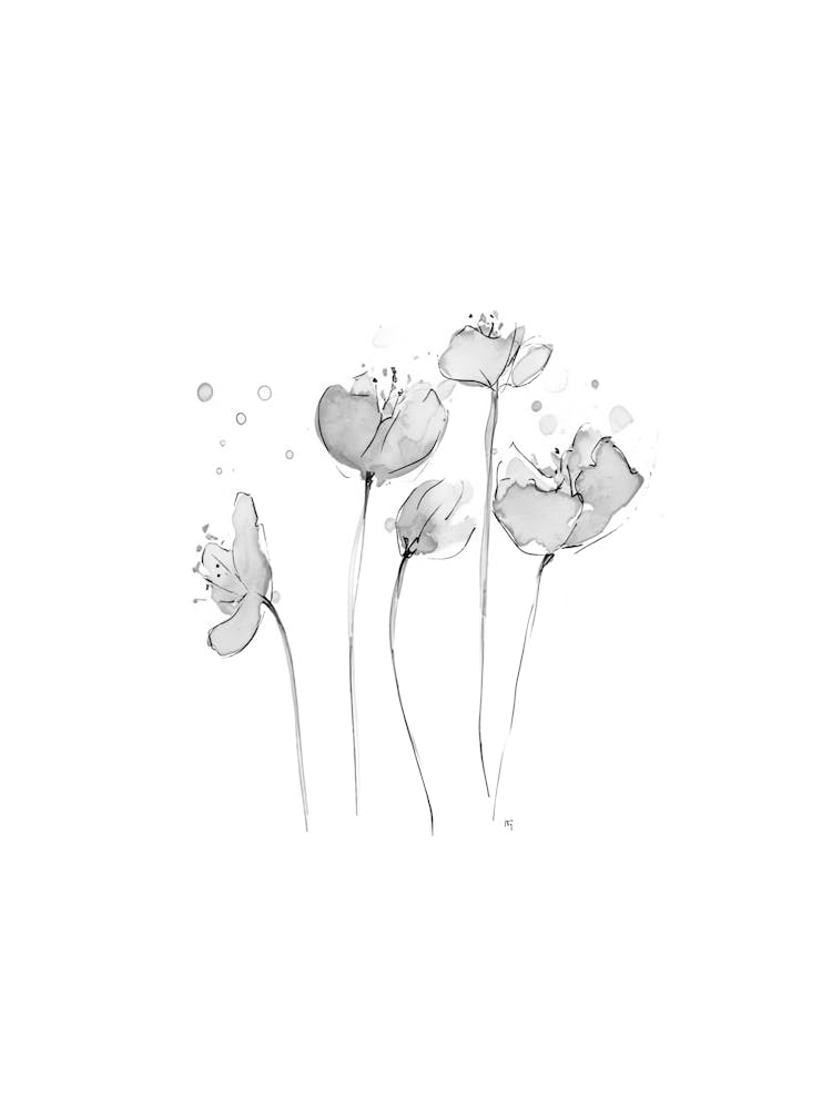 Poppy Flowers
