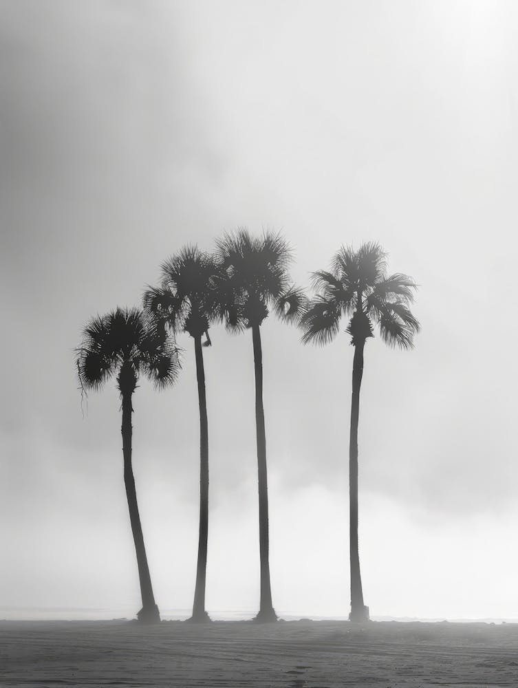 Palm Trees In The Fog