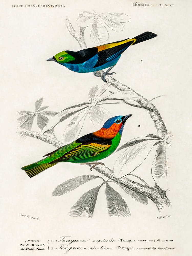 Different Types Of Birds, Charles Dessalines D'Orbigny 17