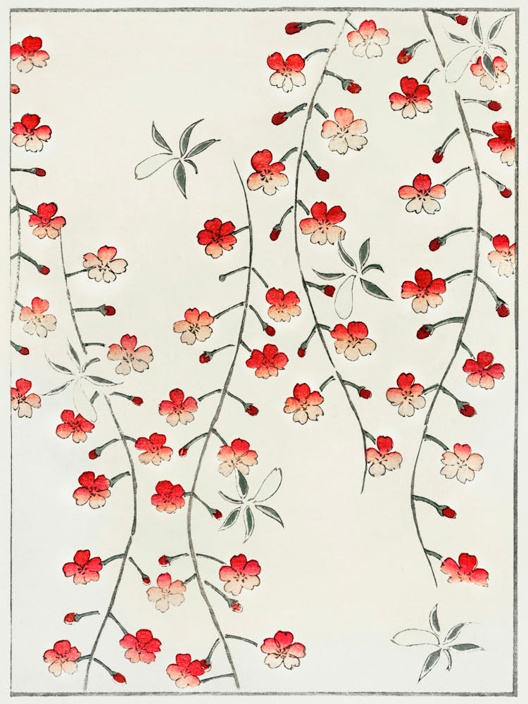 Cherry Blossom Illustration, Shin Bijutsukai