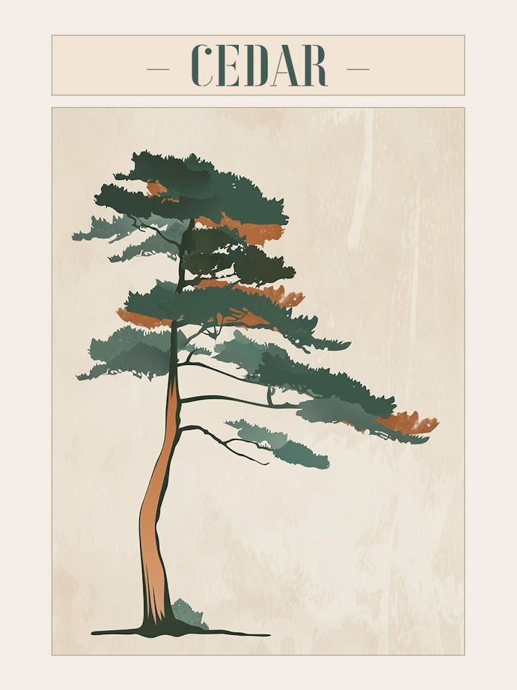 Cedar Tree Minimal Japandi Illustration 2 Poster