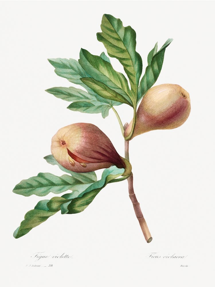 Figue Violette, Pierre Joseph Redouté