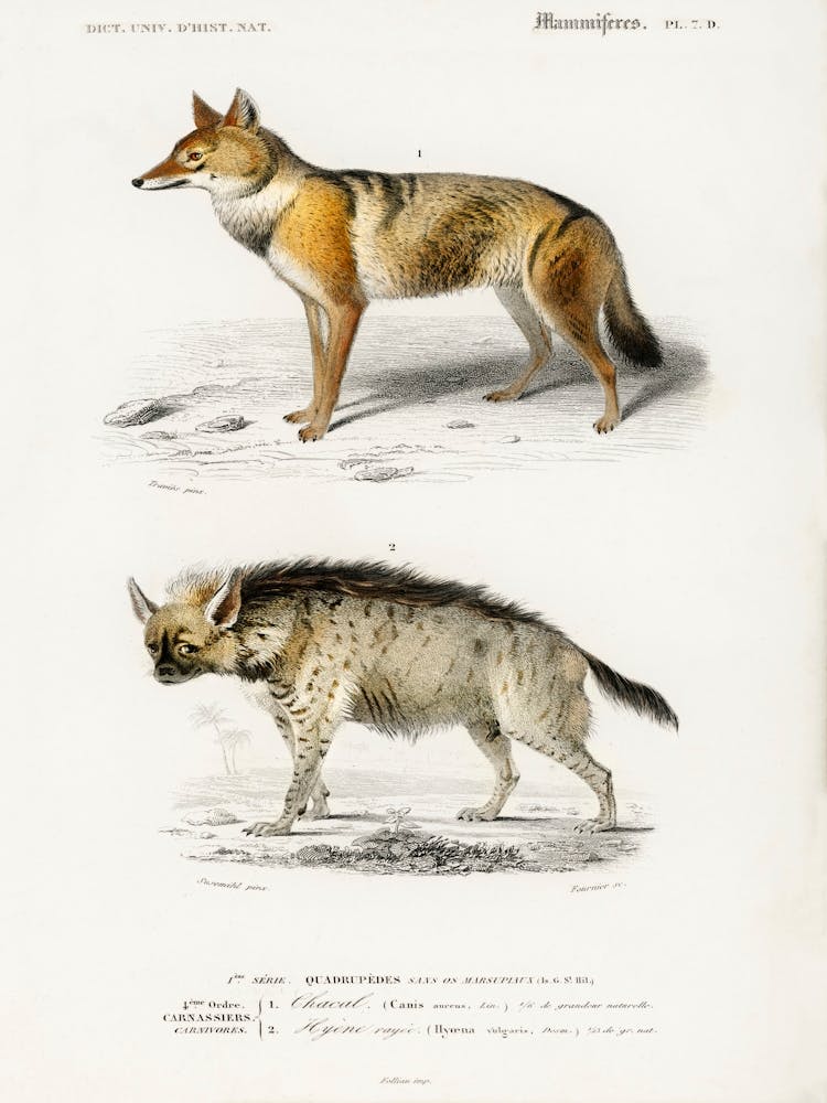 Golden Jackal (Canis Aureus) And Striped Hyena (Hyene Rayee), Charles Dessalines D' Orbigny