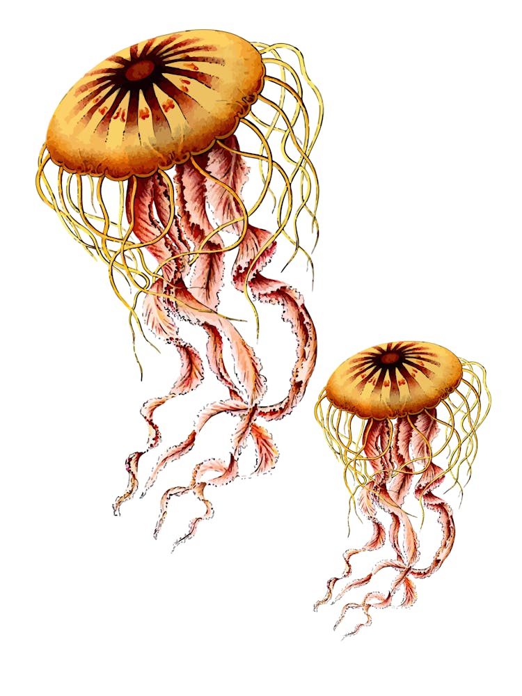 Méduse 1