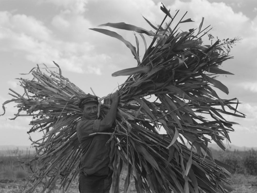 Mormon Farmer Carrying Cane To Crusher, Ivins, Washington County, Utah By Russell Lee
