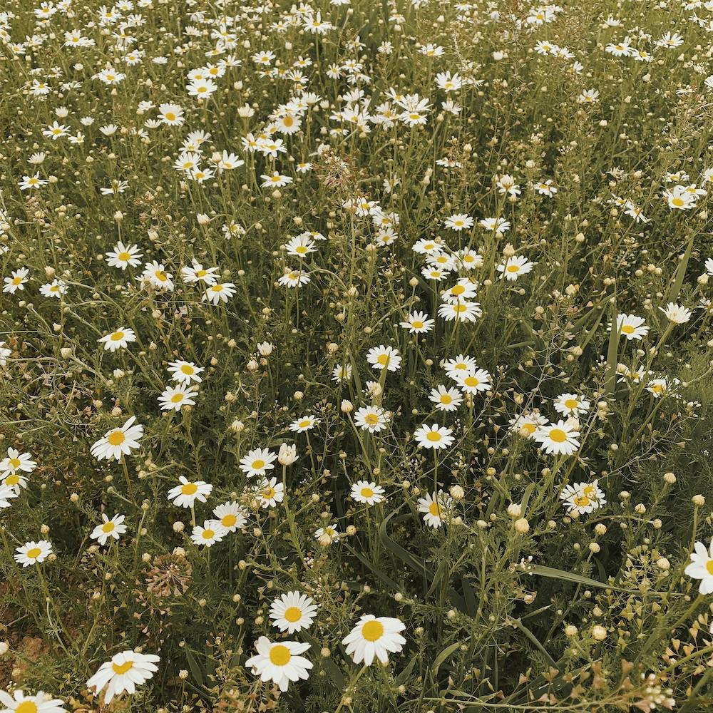 Daisy Meadow Square