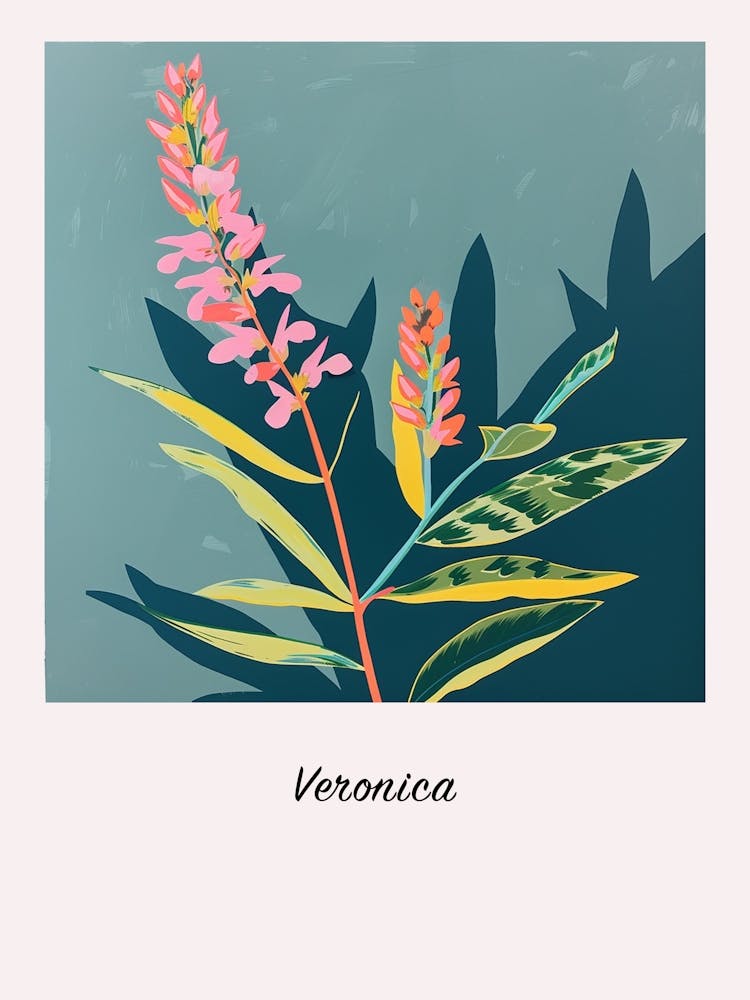 Veronica Flower Square Flower Illustration Poster