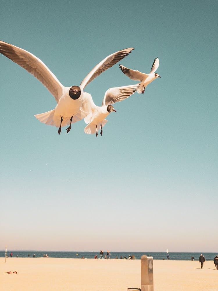 Seagulls Flying Over The Beach