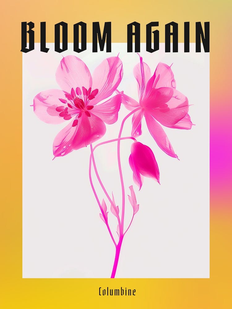Hot Pink Columbine 1 Poster