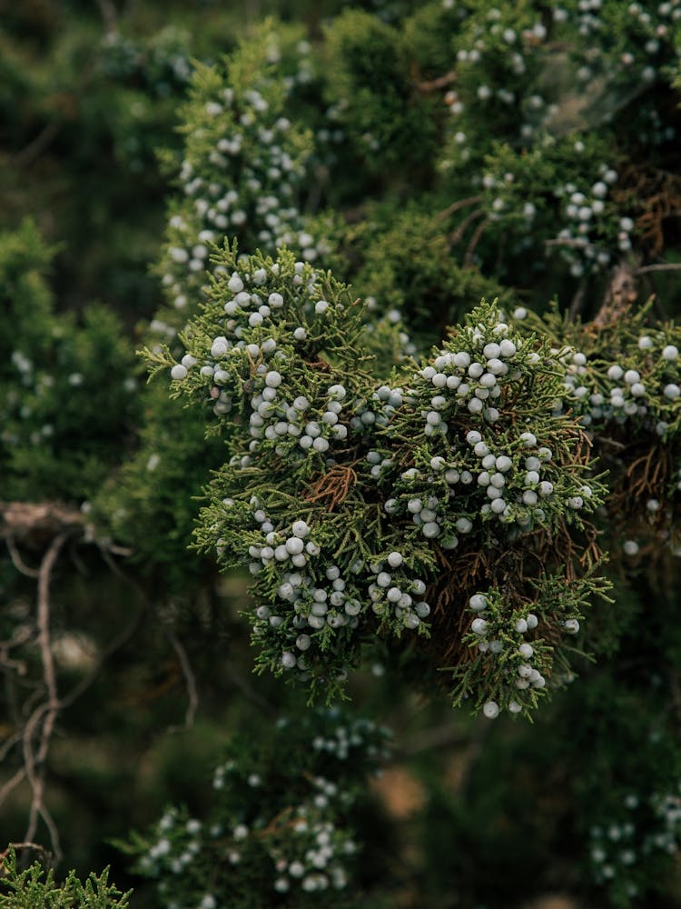 Juniper