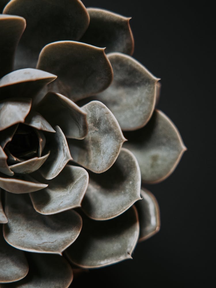 Succulent