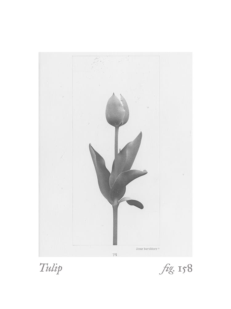Tulip Botanical Collage 1
