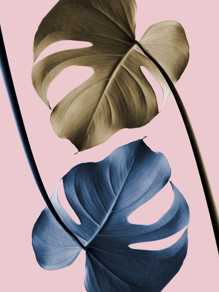 Monstera Leaves Bronze and Blue_2058454