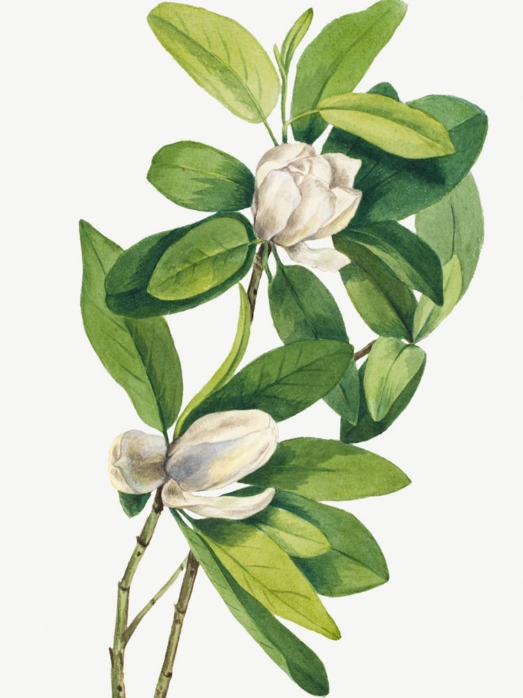 Vintage Botanical Mary Vaux Walcott _2732424