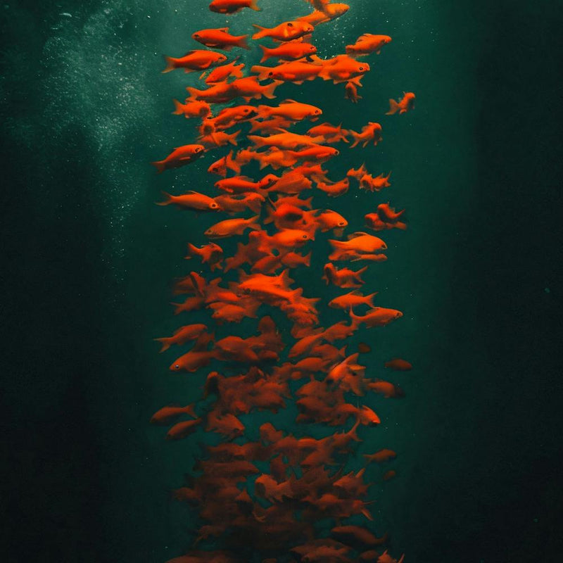 Red Fishes