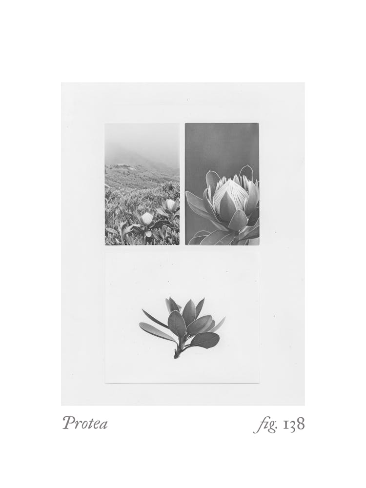 Protea Botanical Collage 4