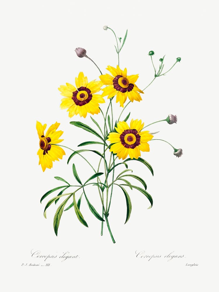Tickseed, Pierre Joseph Redoute