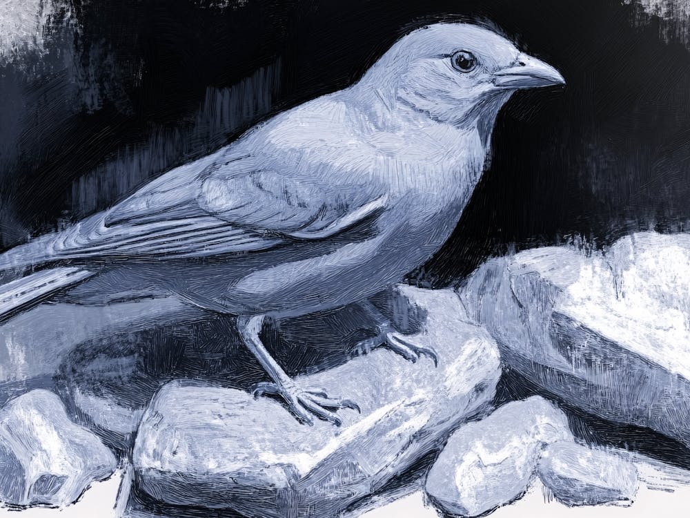 Bird On Rocks