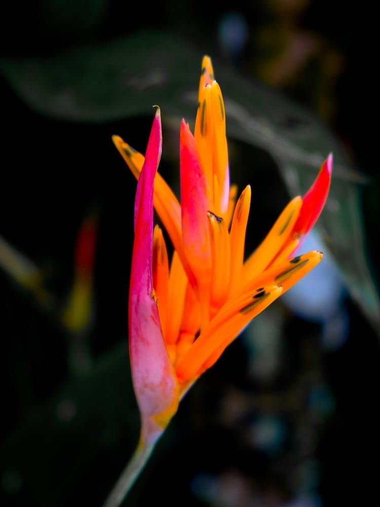Tropical Flower
