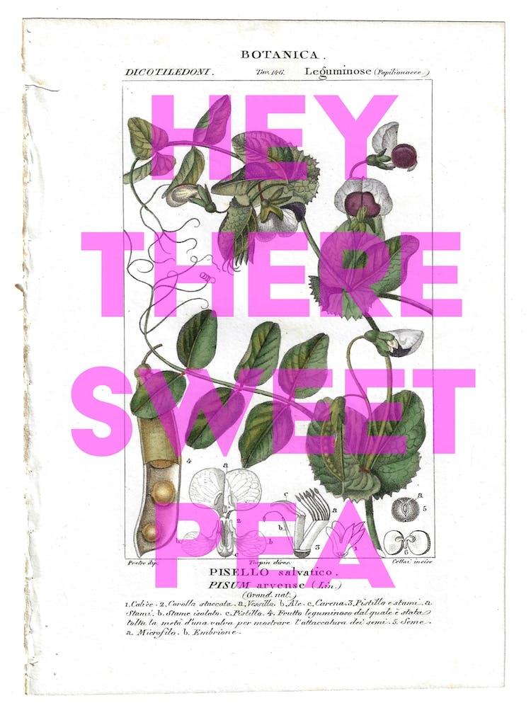 Hey There Sweet Pea Vintage