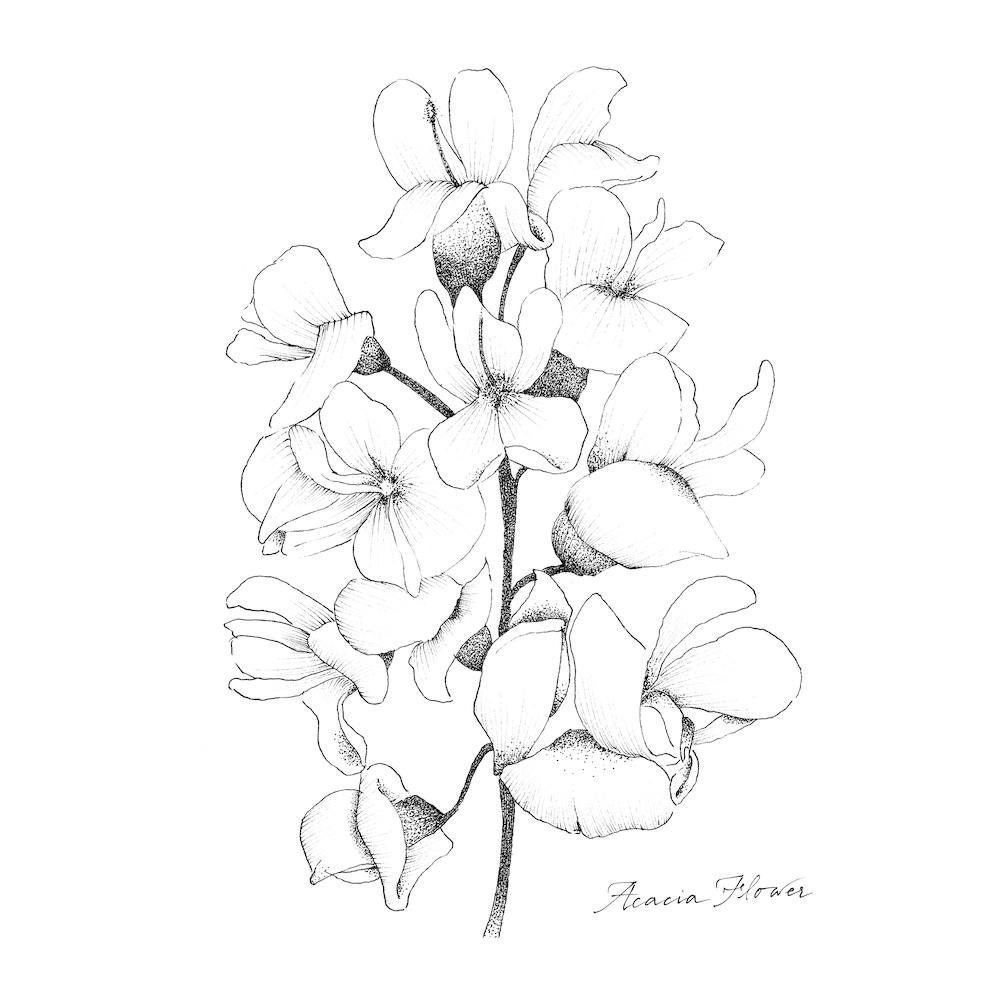 Acacia Flower 2