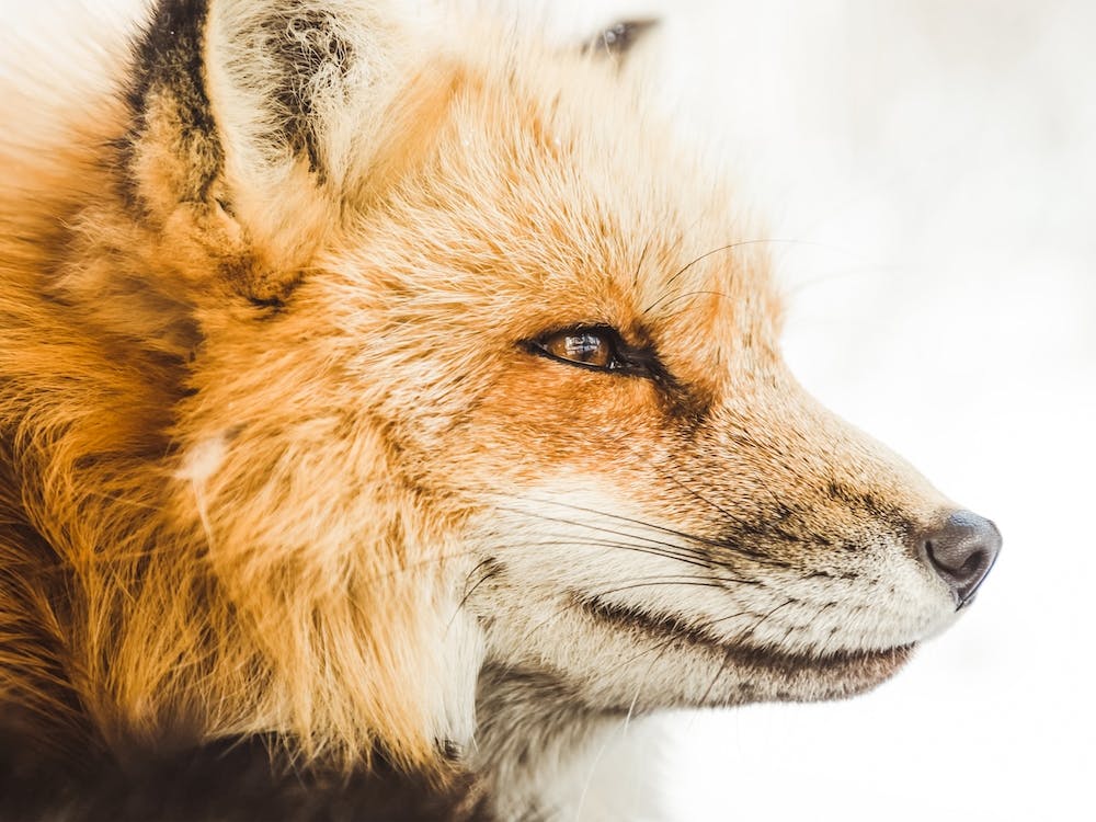 Winter Red Fox