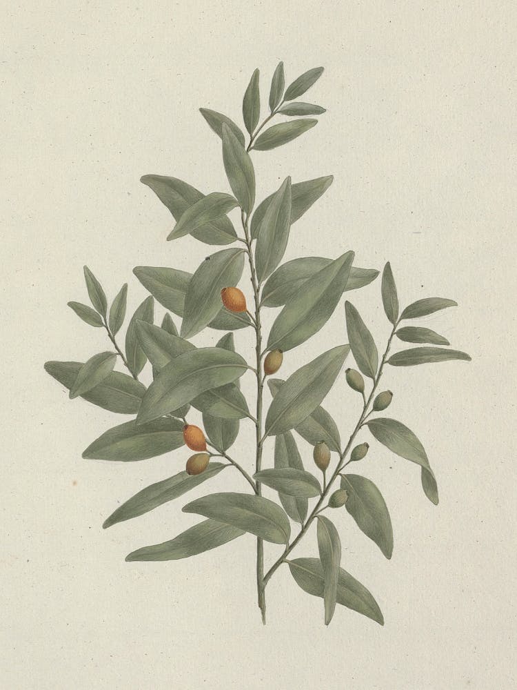 African Sandalwood, Luigi Balugani