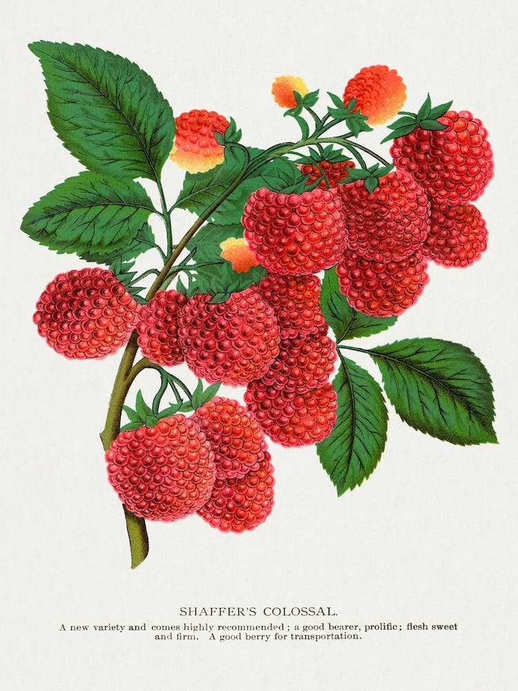 Vintage Raspberry Lithograph