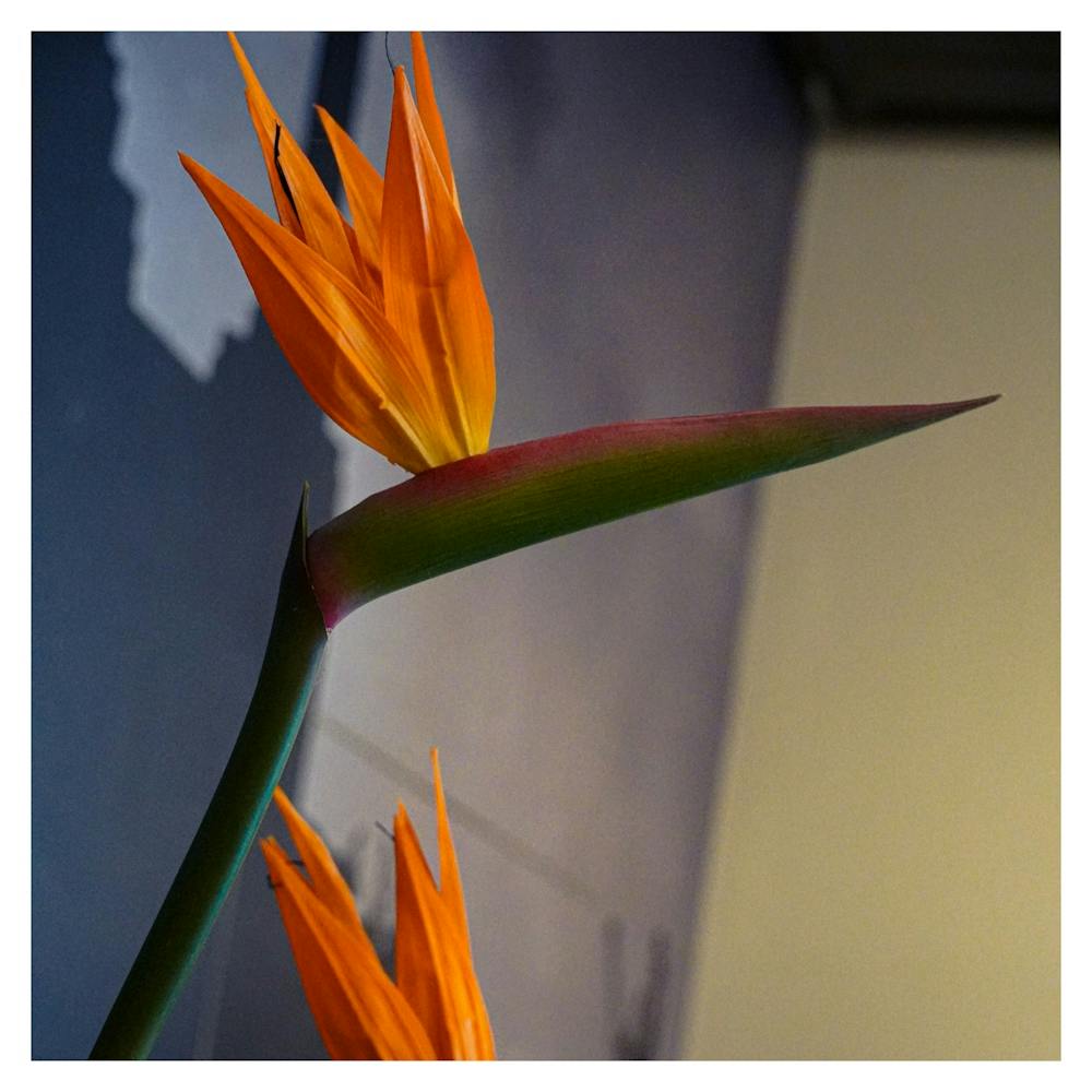 Bird Of Paradise
