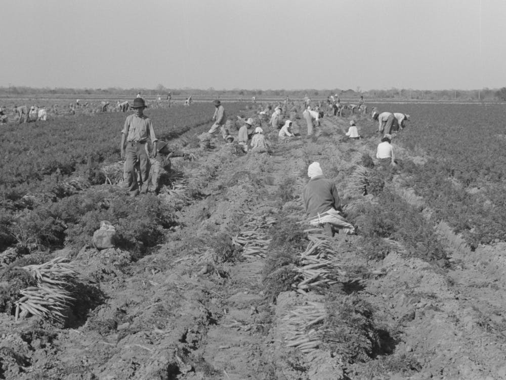 Mexican Carrot Workers Near Edinburg, Texas By Russell Lee