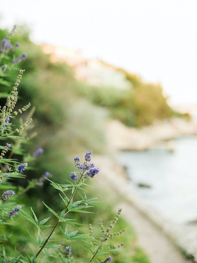 Purple Flowers By The Sea, Croatia