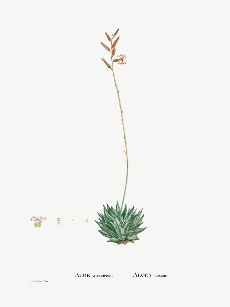 Aloe Atrovirens, Pierre Joseph Redoute