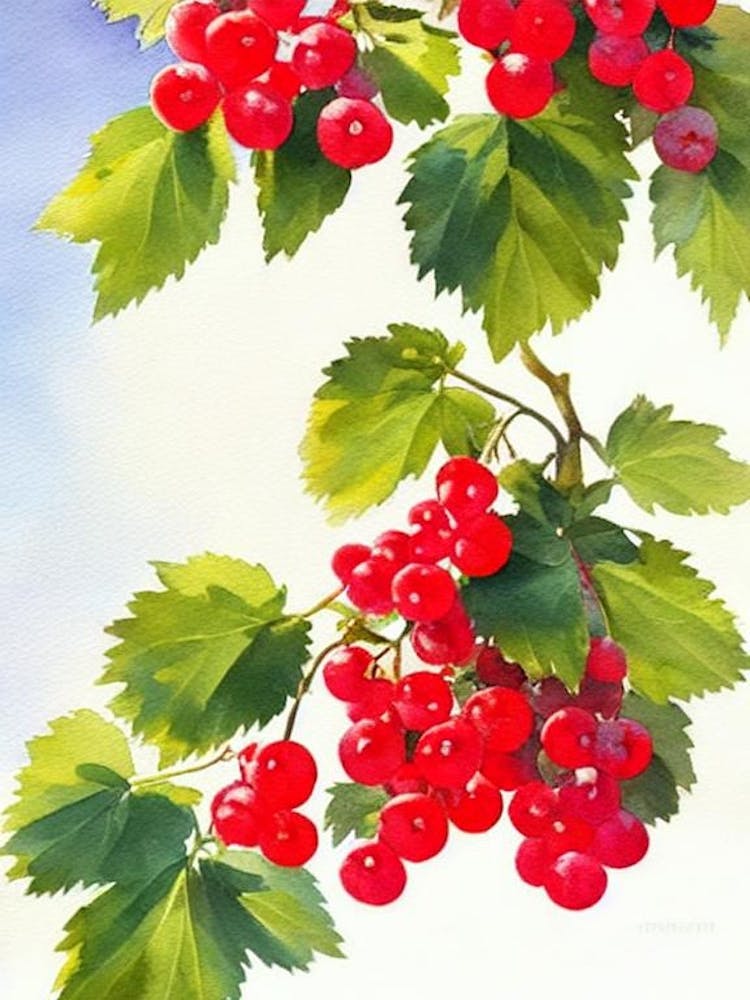 Rote Johannisbeere Italienische Aquarellfrucht