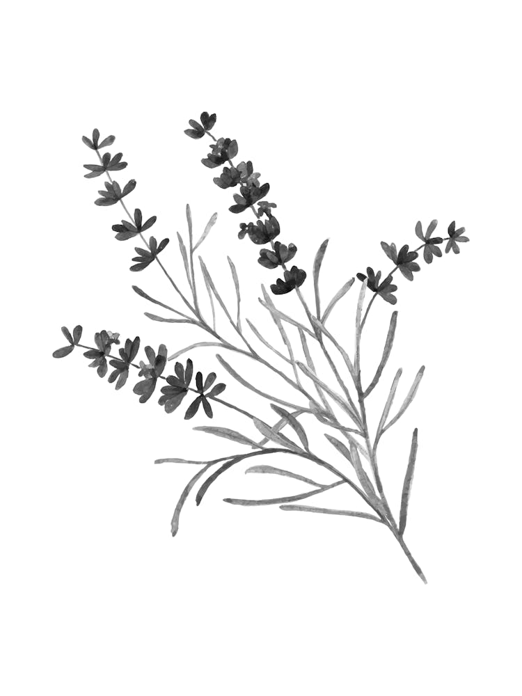 Lavender Flower