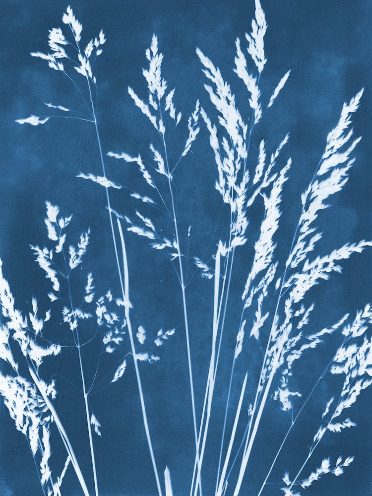 Wild Grasses Blue and White Botanical Cyanotype