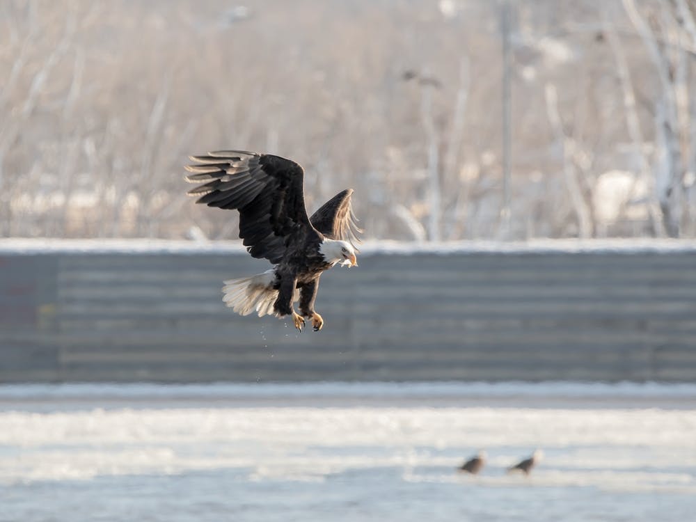 Bald Eagle With A Fish