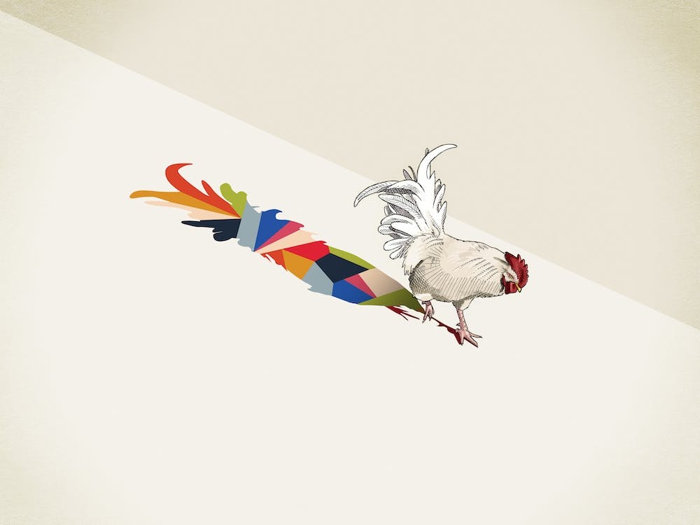 Walking Shadows   Rooster